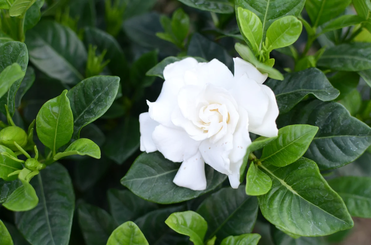 Gardenia August Beauty