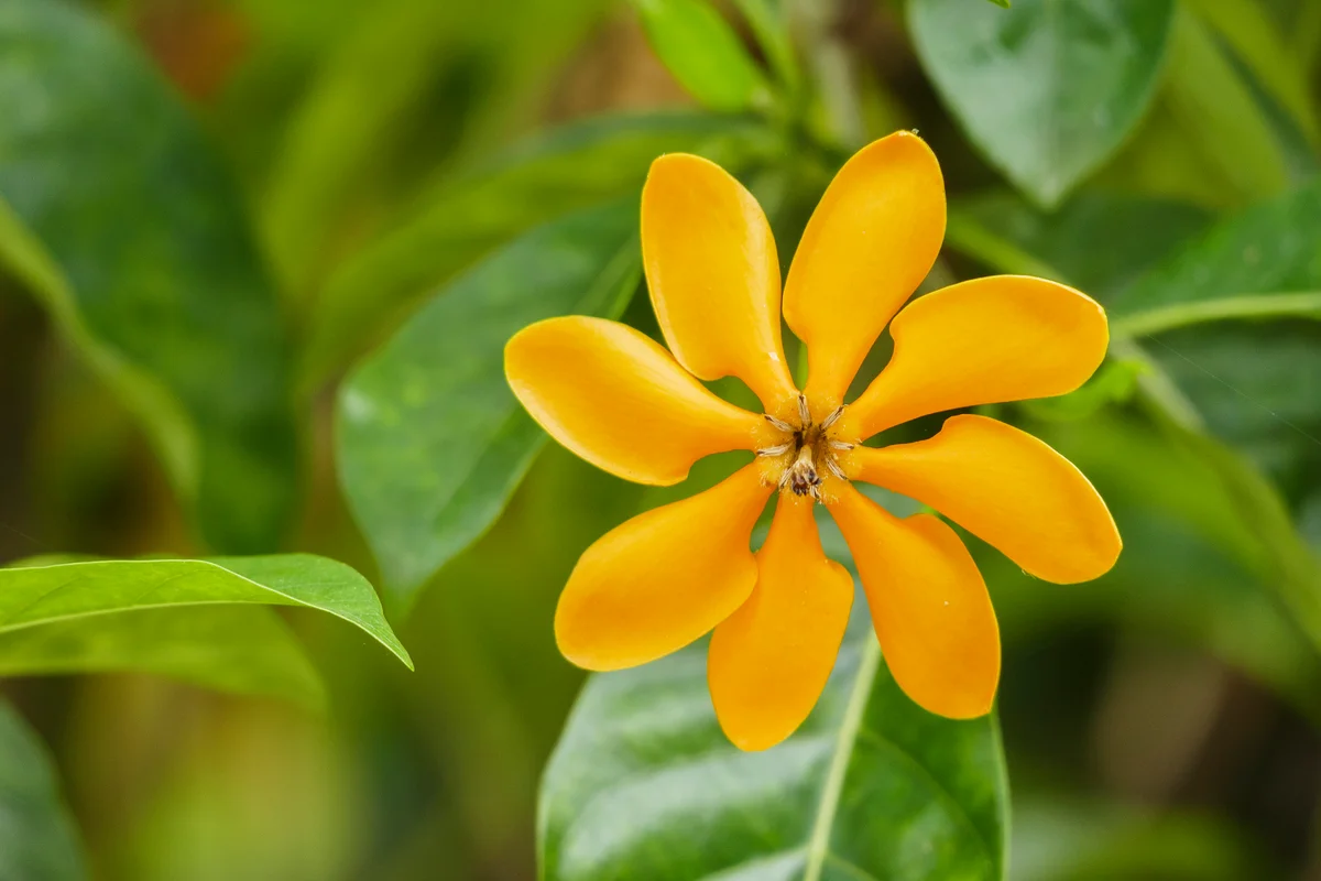 A variety of Golden Magic gardenia