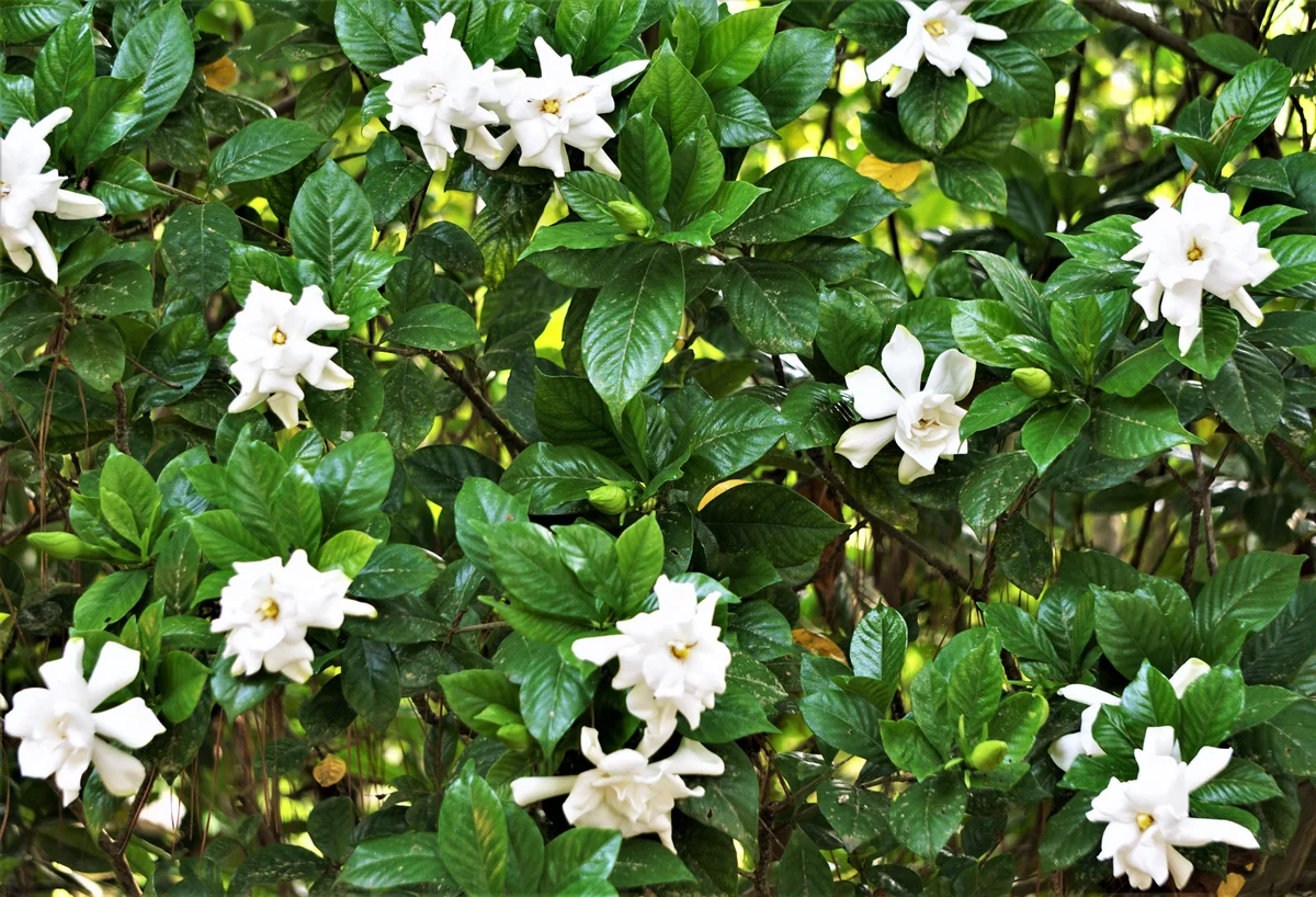 Gardenia shrubbery