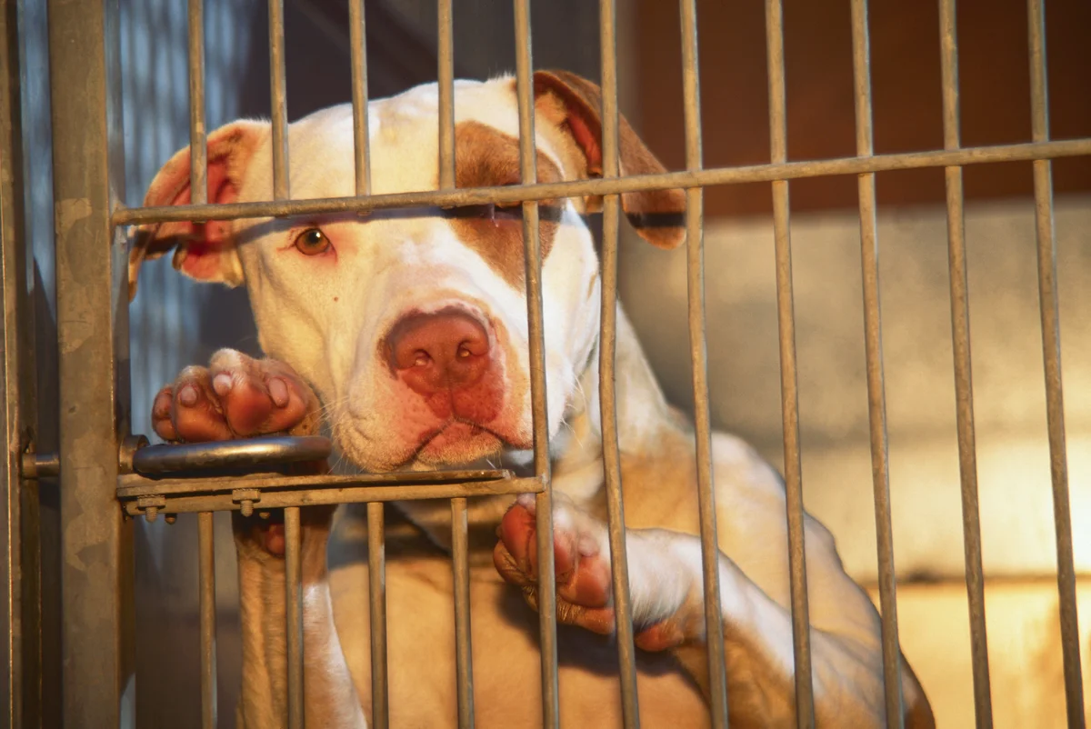 Pit bull in cage at animal shelter