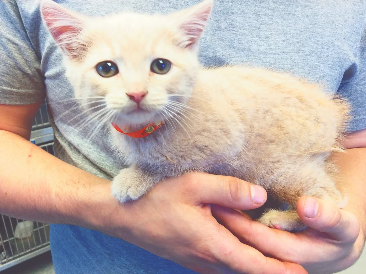 Volunteer at animal shelter holding a rescued cat