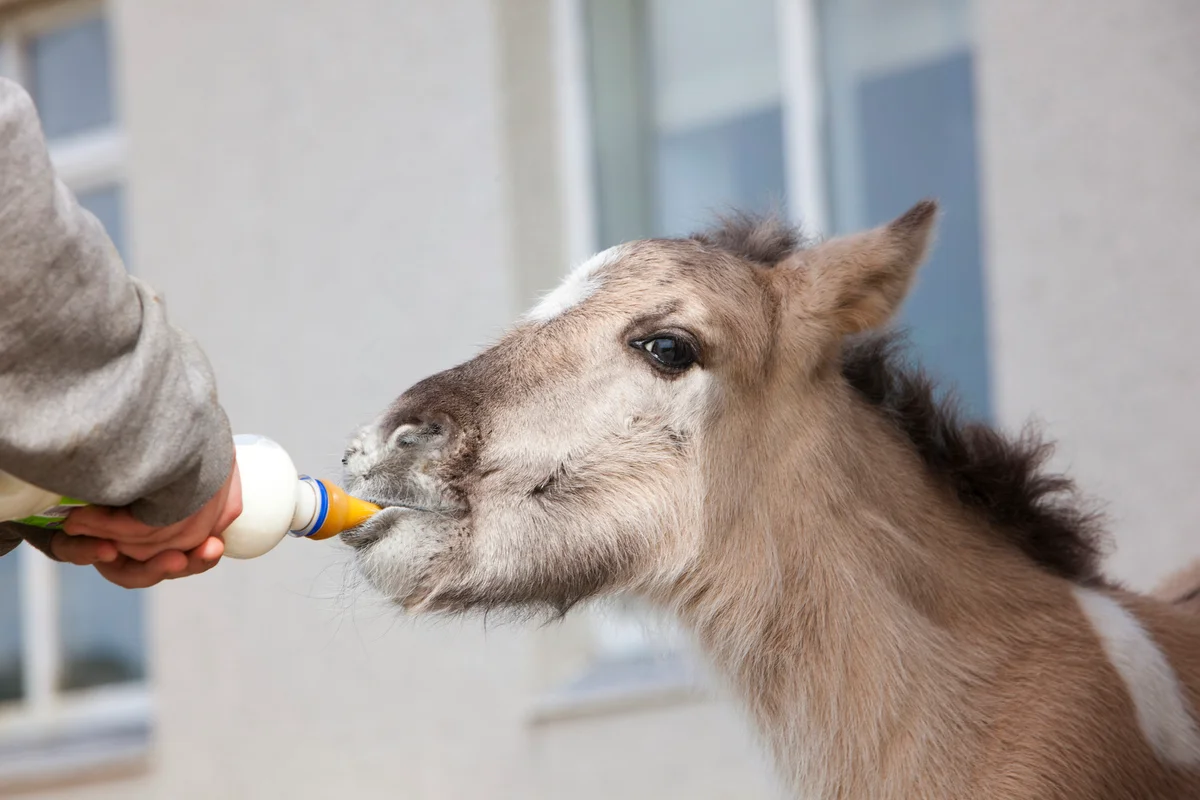 Volunteer feeding orphaned foal