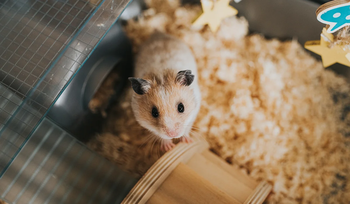 Hamster in a cage