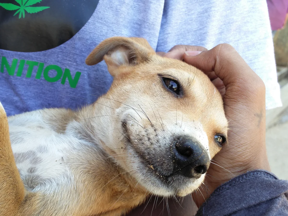 Stray dog enjoying being held by rescue volunteer