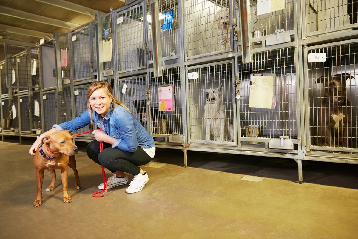 Female volunteer at animal shelter