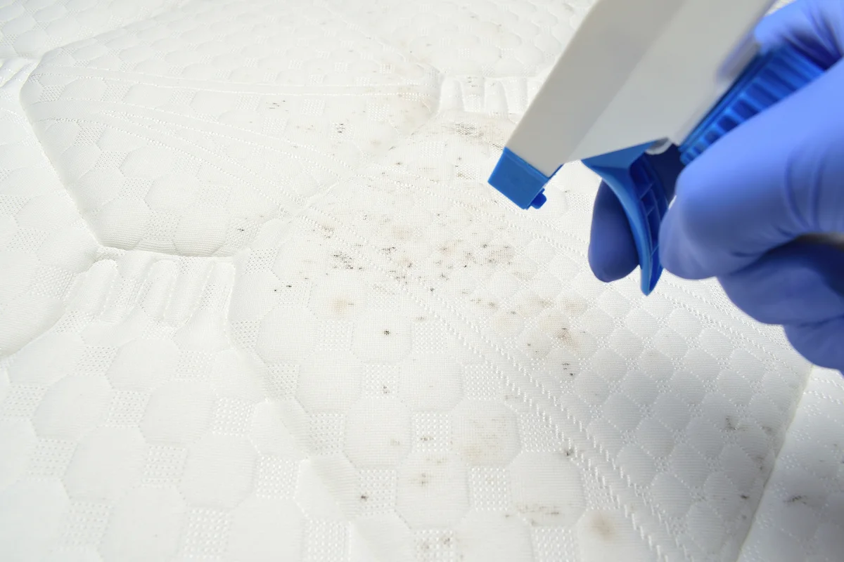 Removing bed bug stains