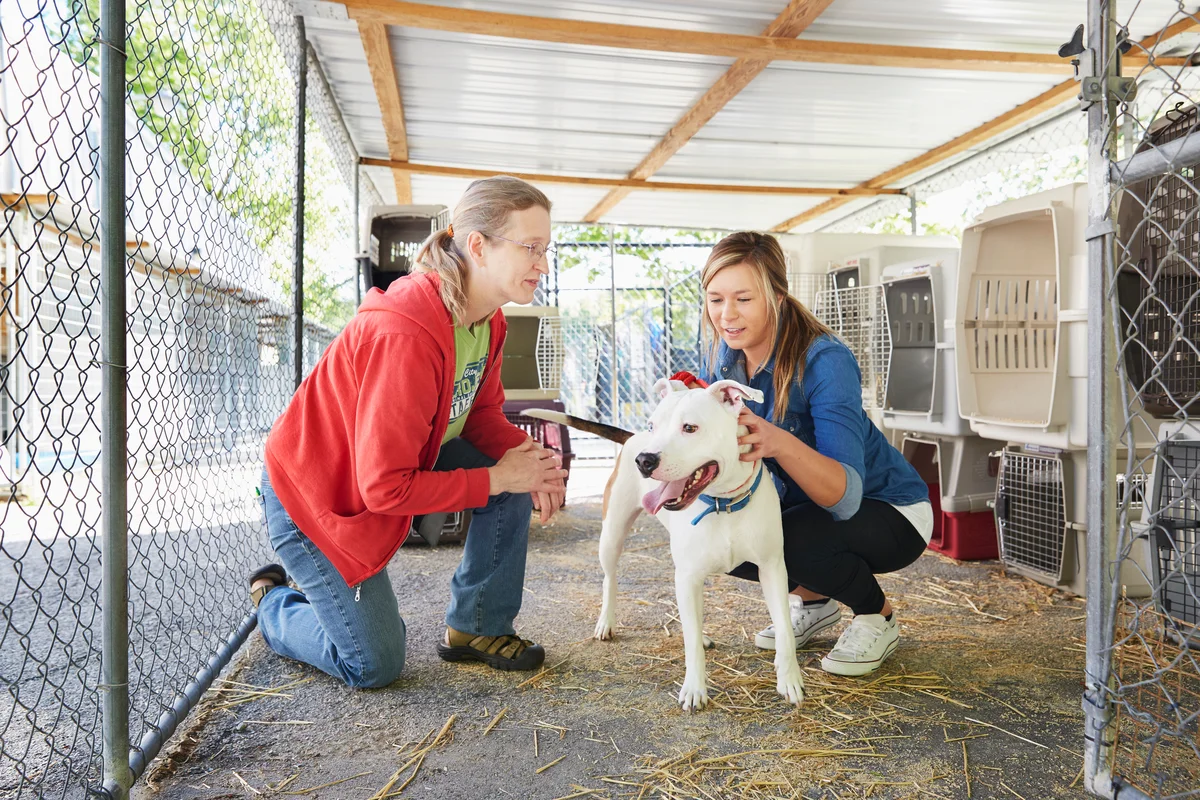 Volunteer at animal shelter