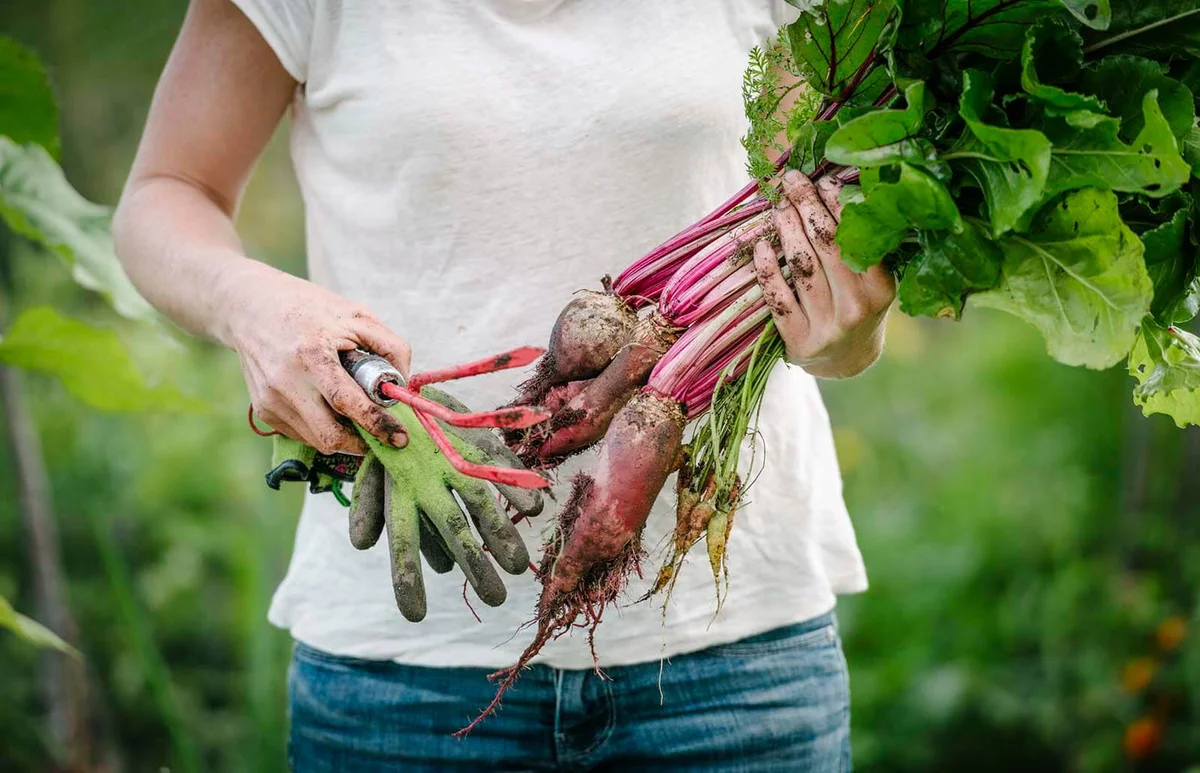 woman holding root vegetables while standing at farm