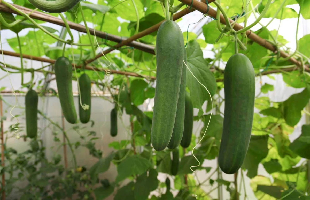 Greenhouse with growing cucumbers