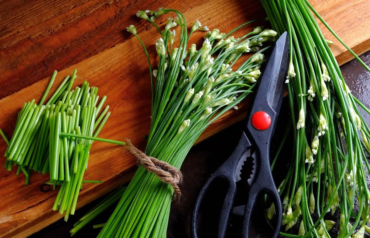Garlic chives