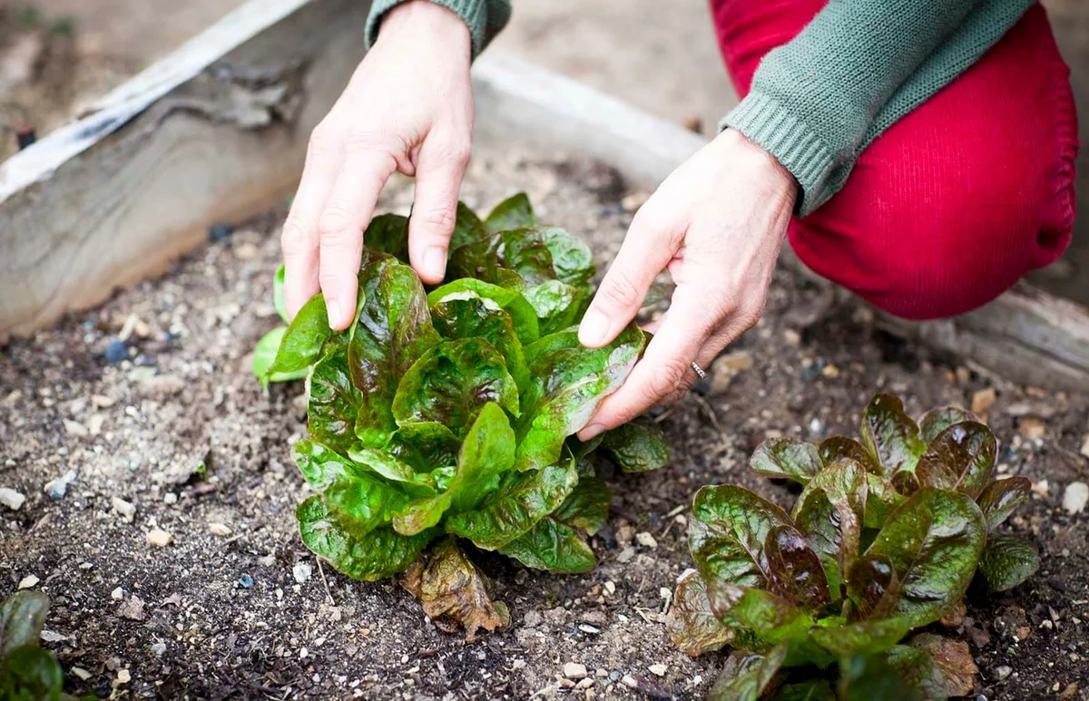 Hands of female gardener tending lettuce