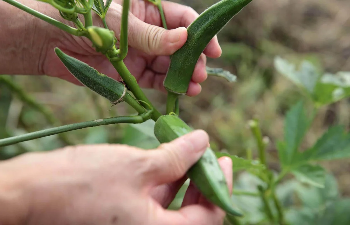 Woman showing okra before harvesting