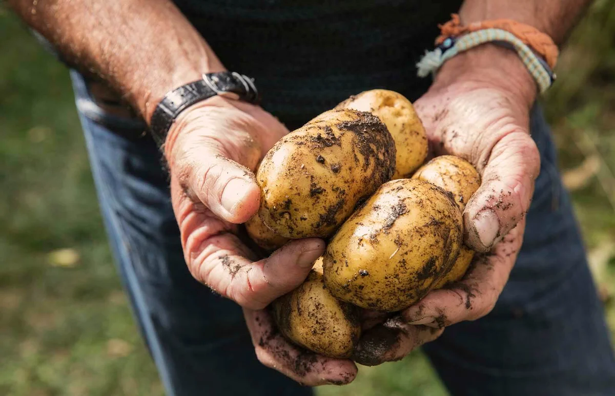 Midsection of man holding dirty potatoes in garden