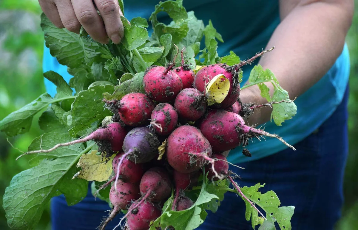 Bouquet of Radishes