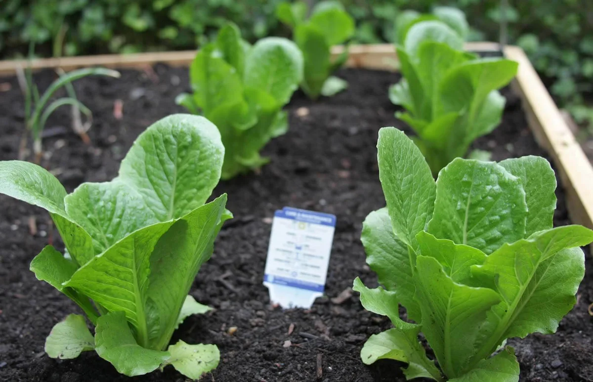 Spinach Plants Growing Vegetable Garden