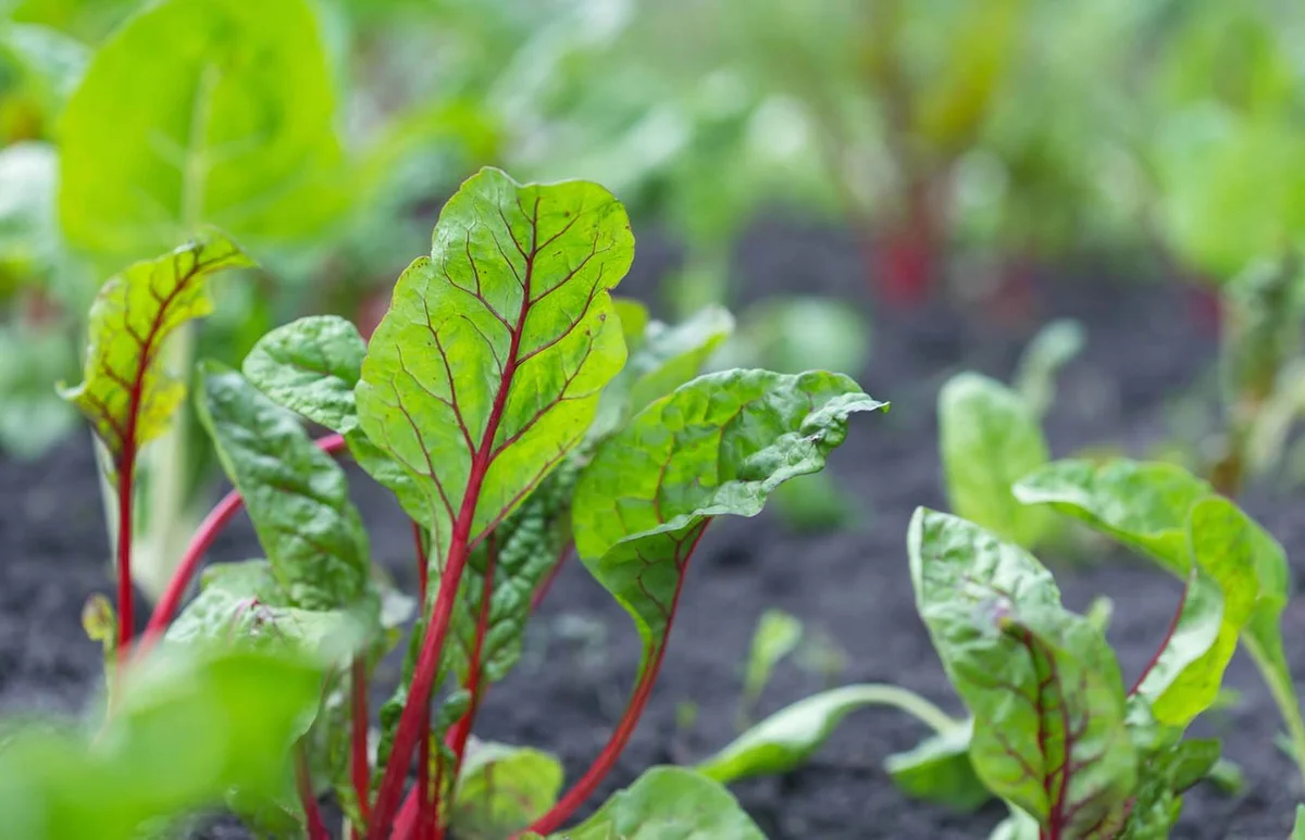 chard leaves growing in garden