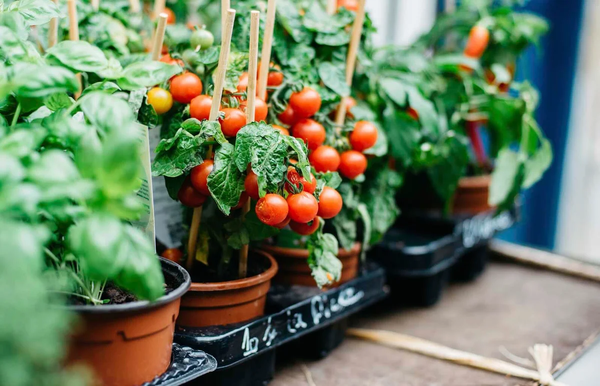Cherry Tomato Growing In A Pot At Street Market For Sale