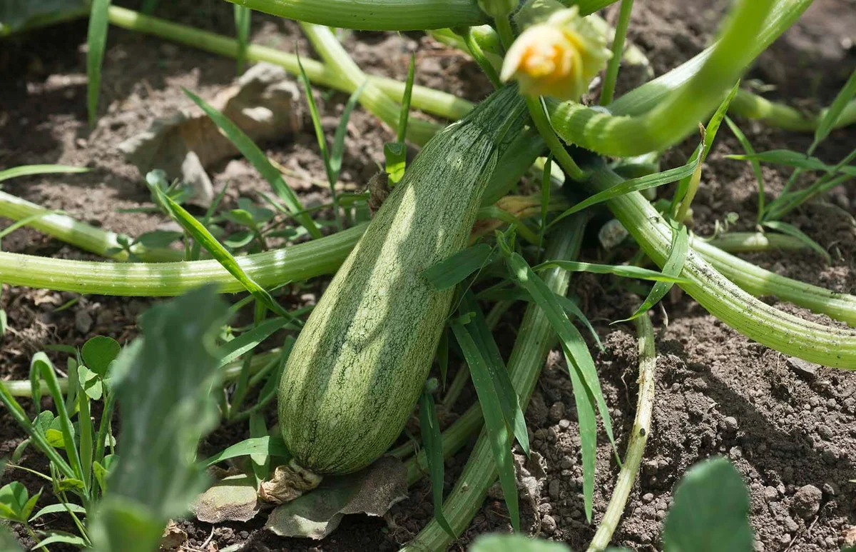 Close Up of ripe Zucchinis growing in the vegetable garden
