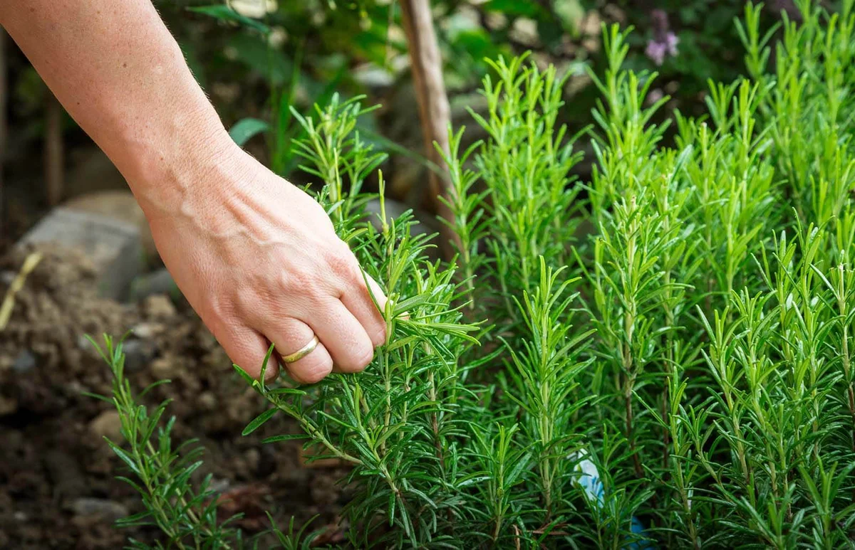 Hand Harvesting Rosemary