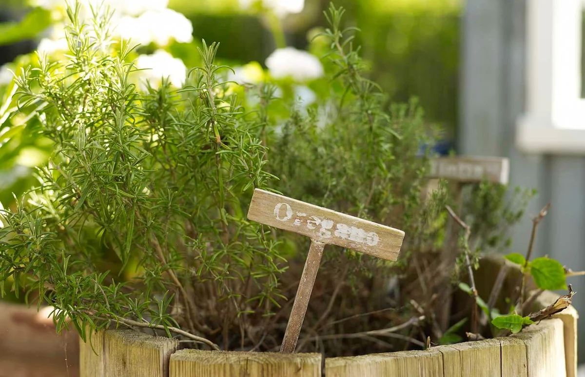 Oregano plant in rustic flower pot in garden