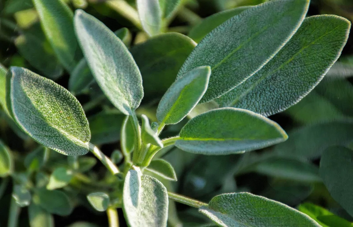 sage growing in garden