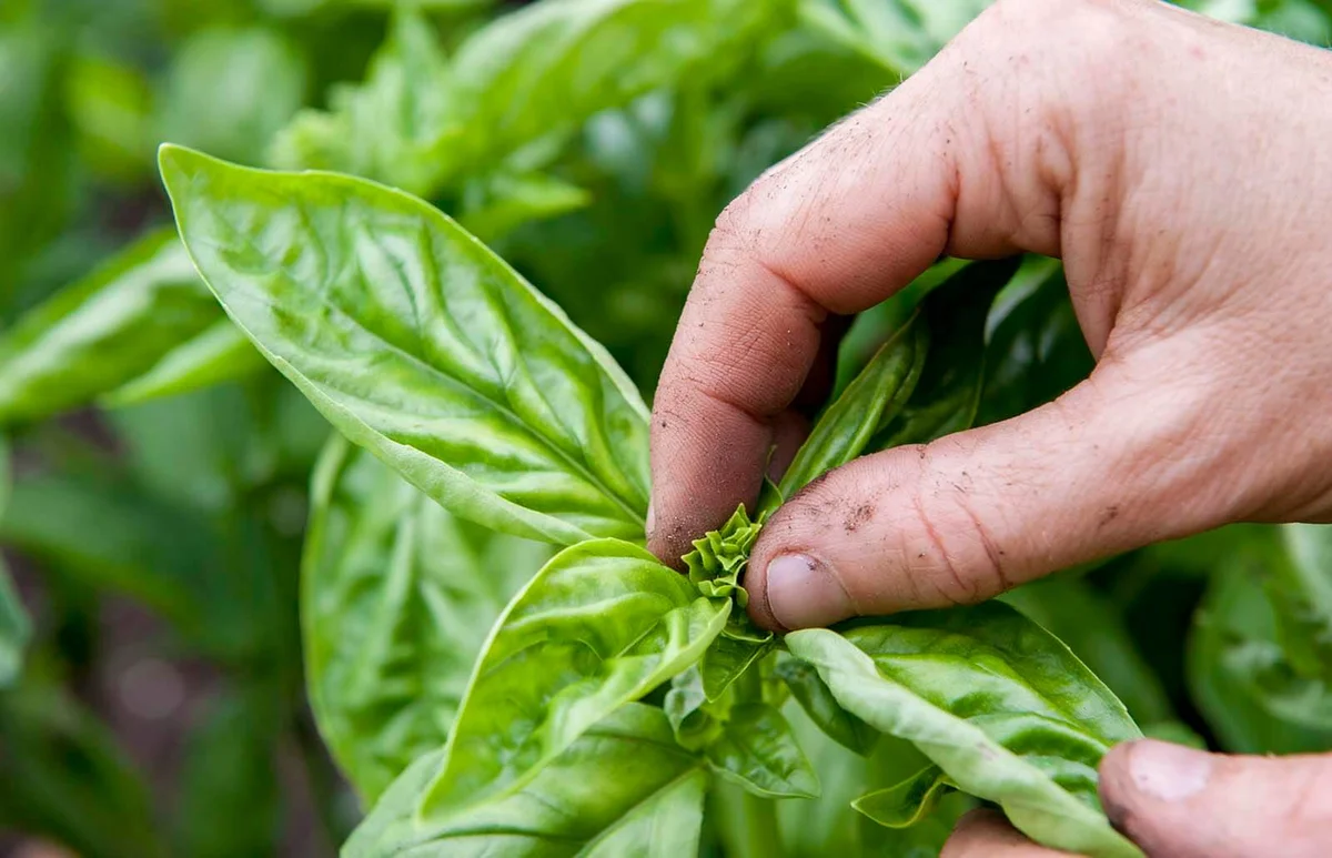 Hand of person pinching top of basil plant