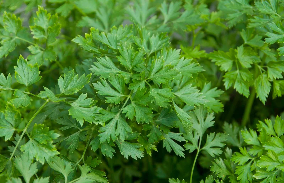 Parsley Vegetable garden