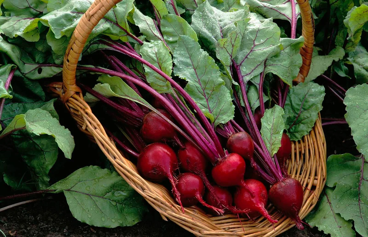 Basket of Beets Grown in Garden