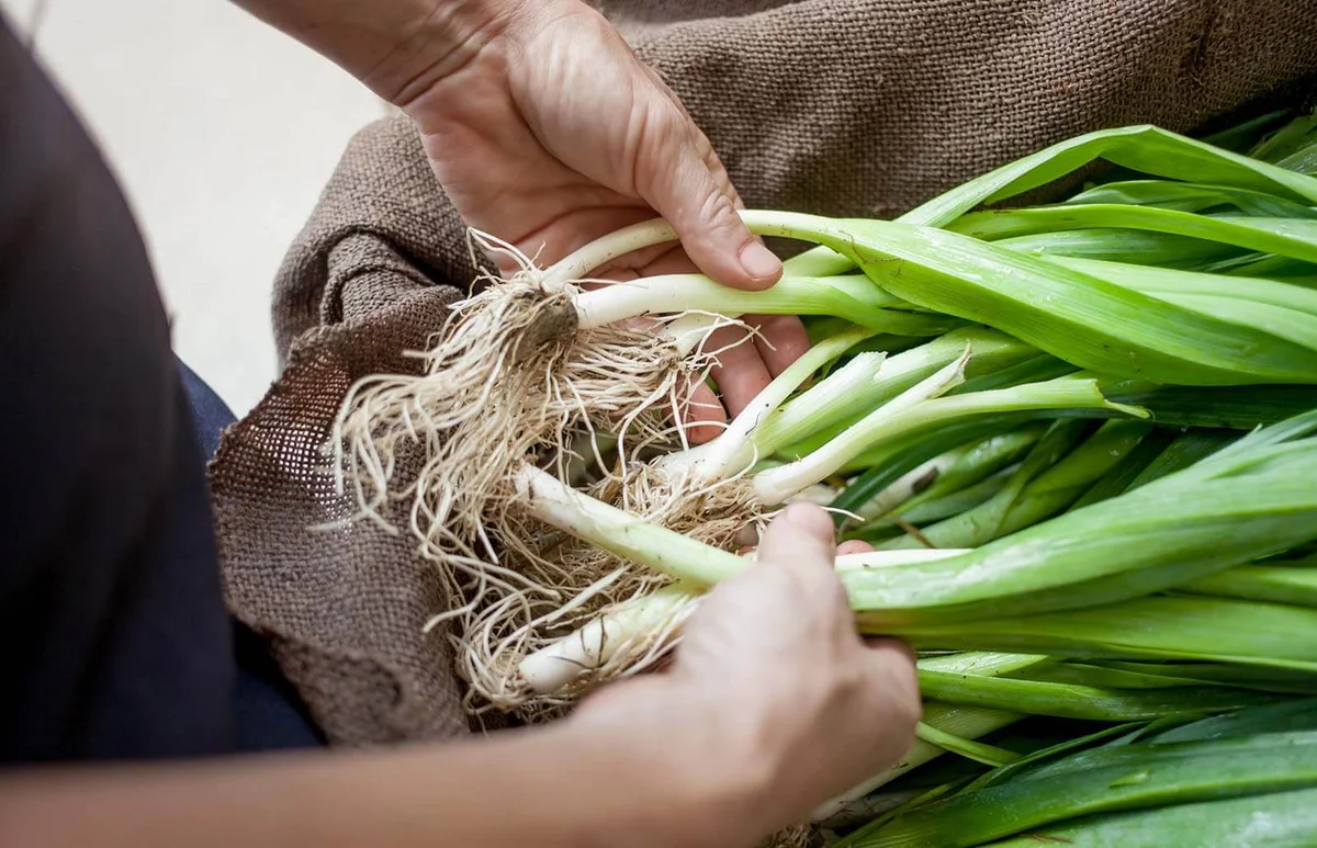 Hands with organic spring onions