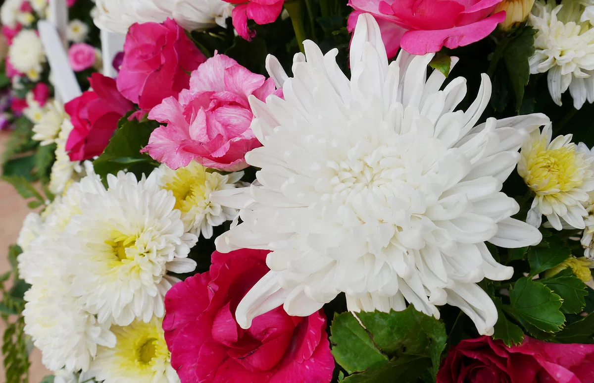 White Chrysanthemum in flower bouquet