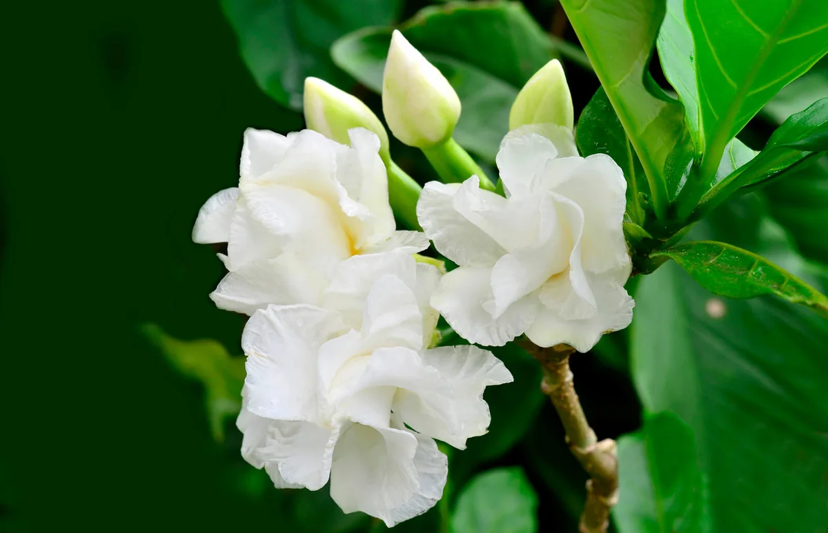 White Gardenia flower