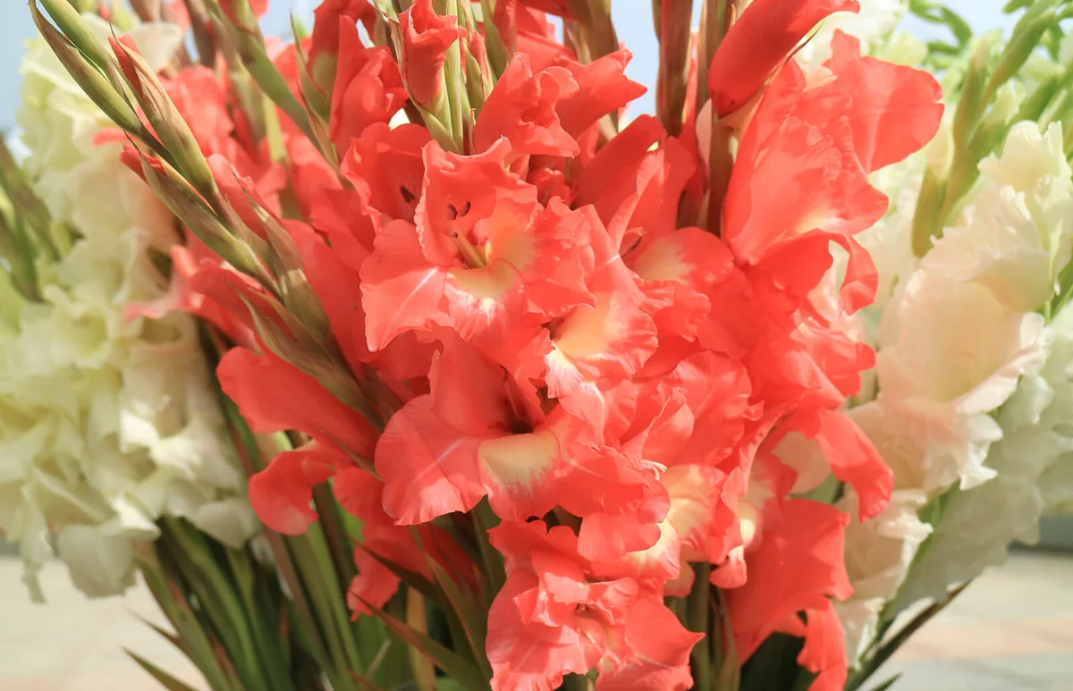 Bunch of coral pink and white Gladiolus