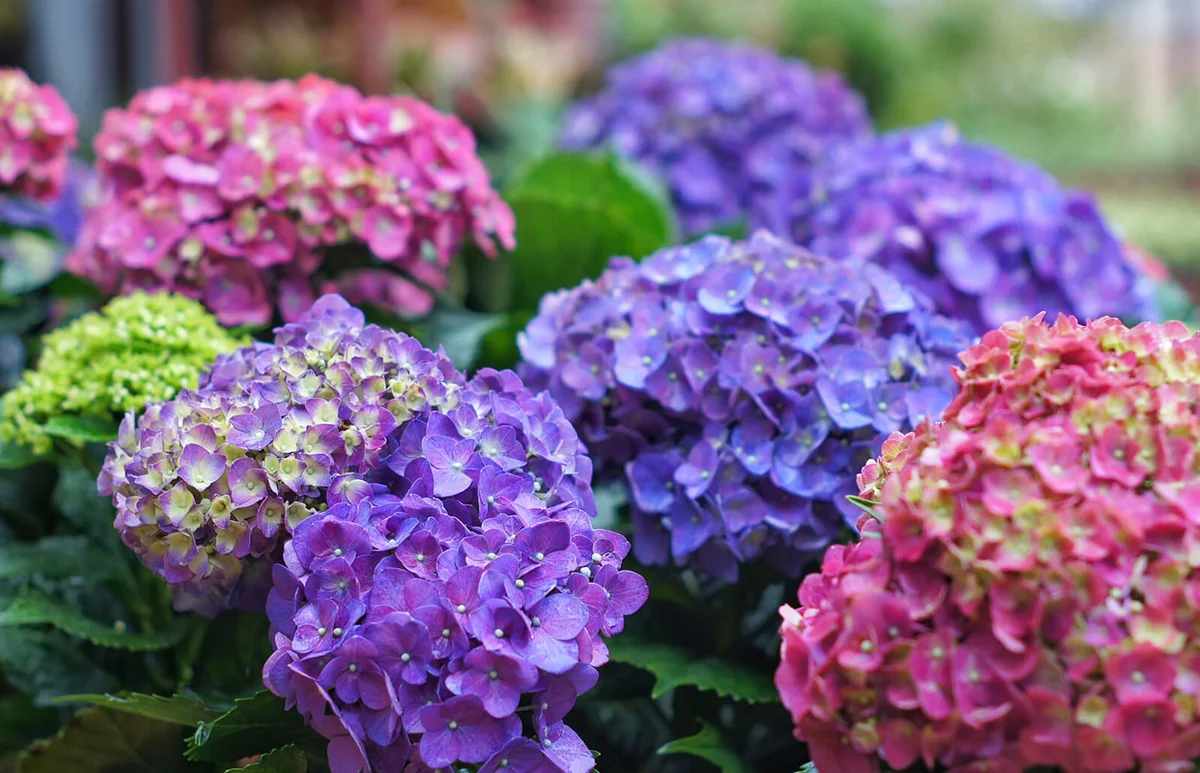 Purple Hydrangea Flowers In Park
