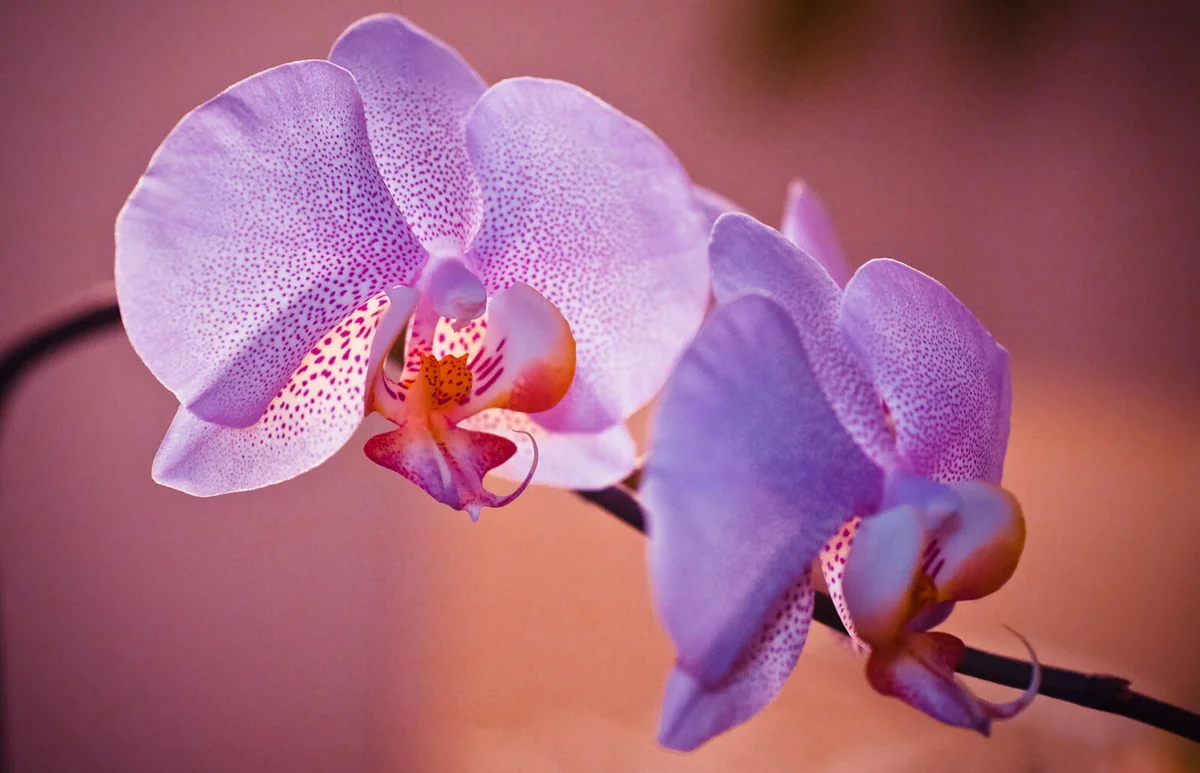 Flower Blooming Outdoors