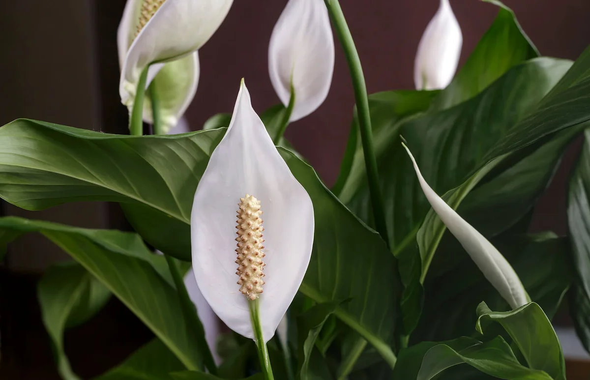 Blooming white flowers spathiphyllum