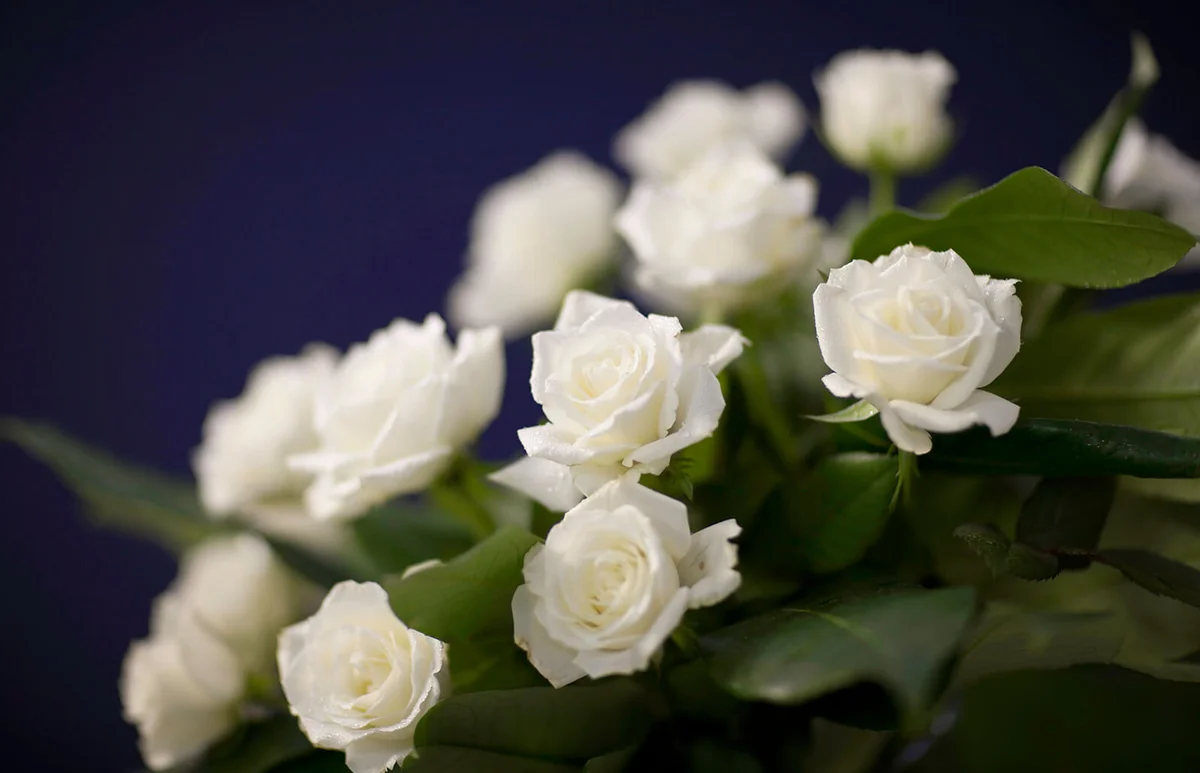 White roses on purple