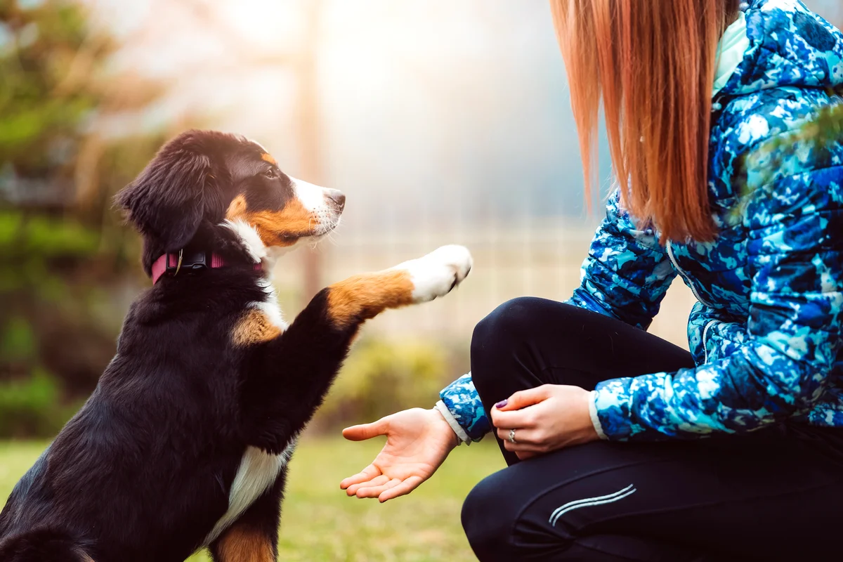Teen training a dog on a park