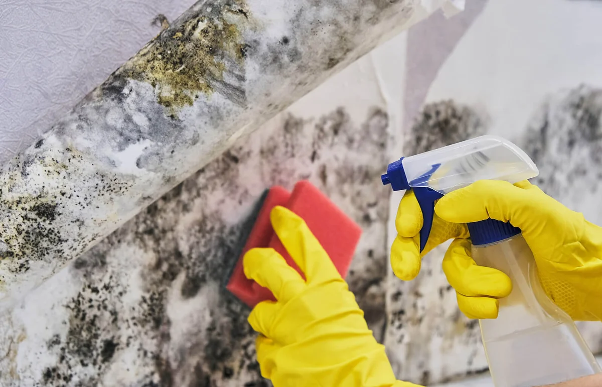Cleaning Mold From Wall With Sponge And Spray Bottle