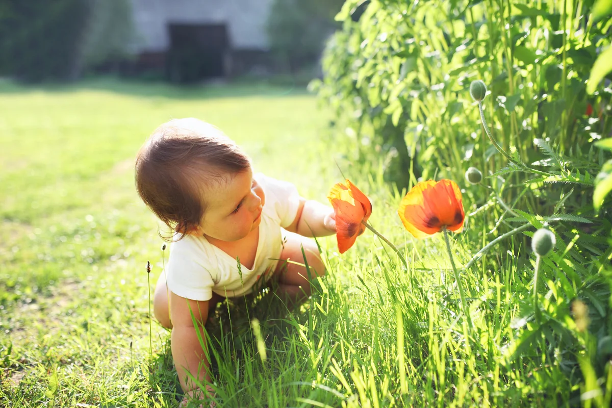 Kid looking at poppy flower