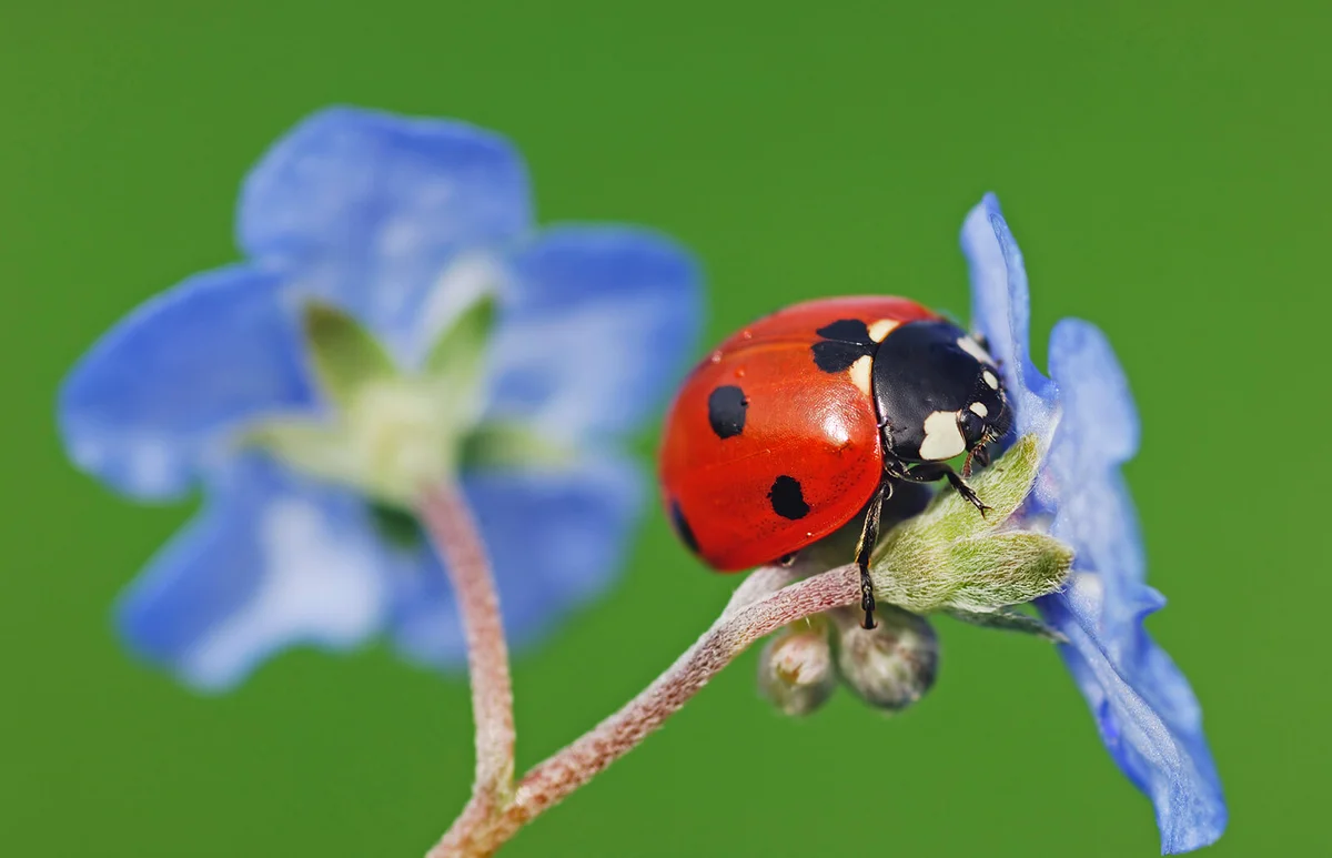 Seven-spot ladybird on blue blossom in front of green background