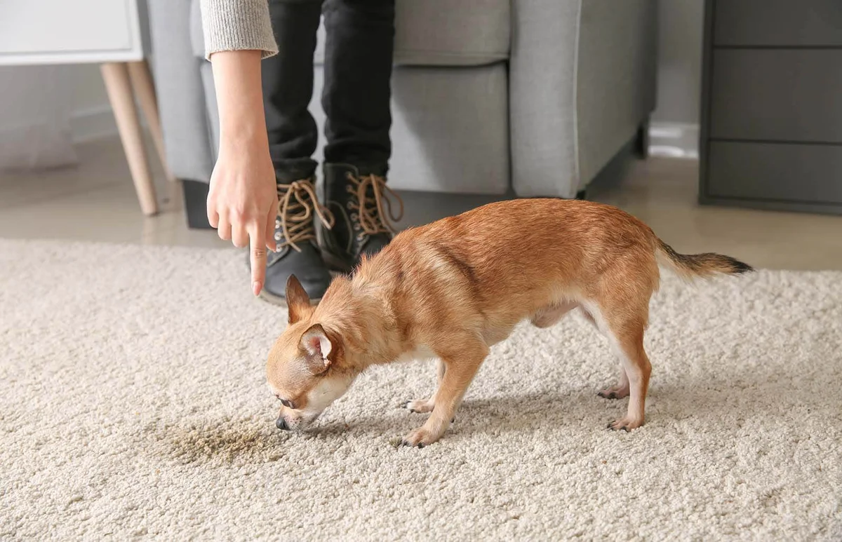 Owner scolding her dog for wet spot on carpet