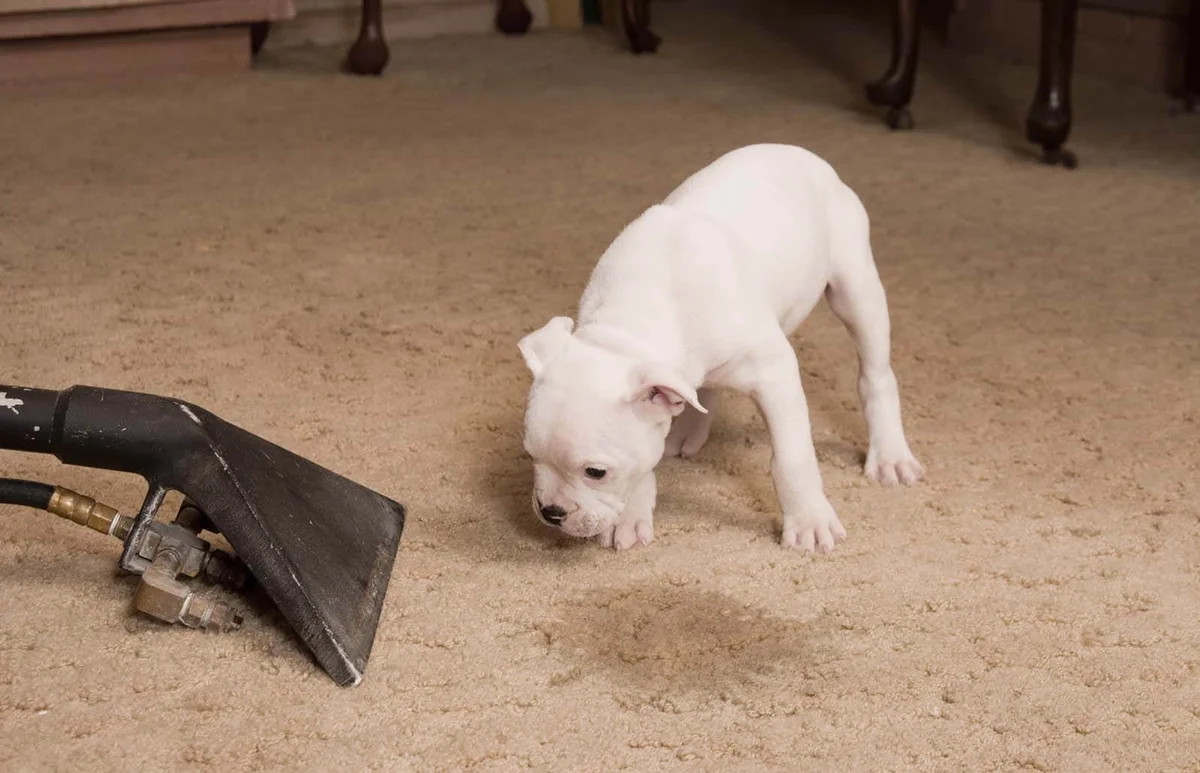 Carpet Cleaning Service