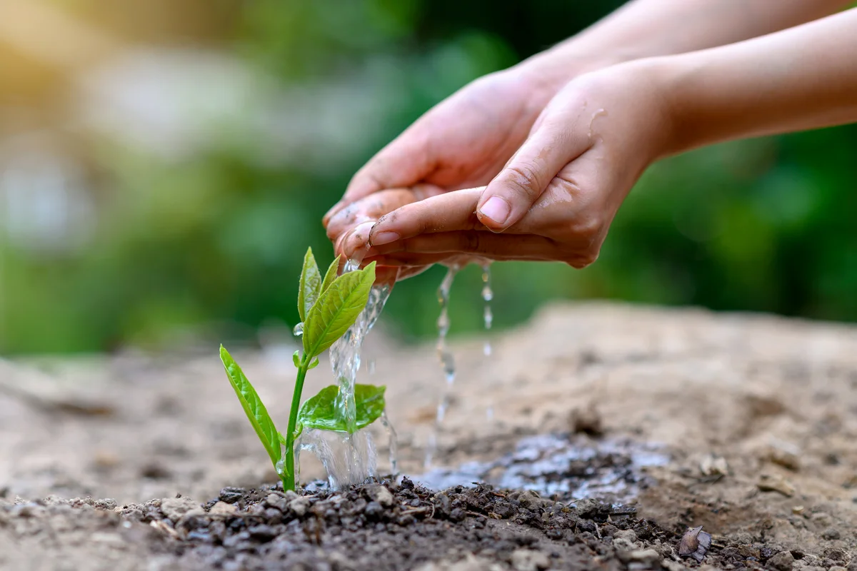 Woman watering new plant