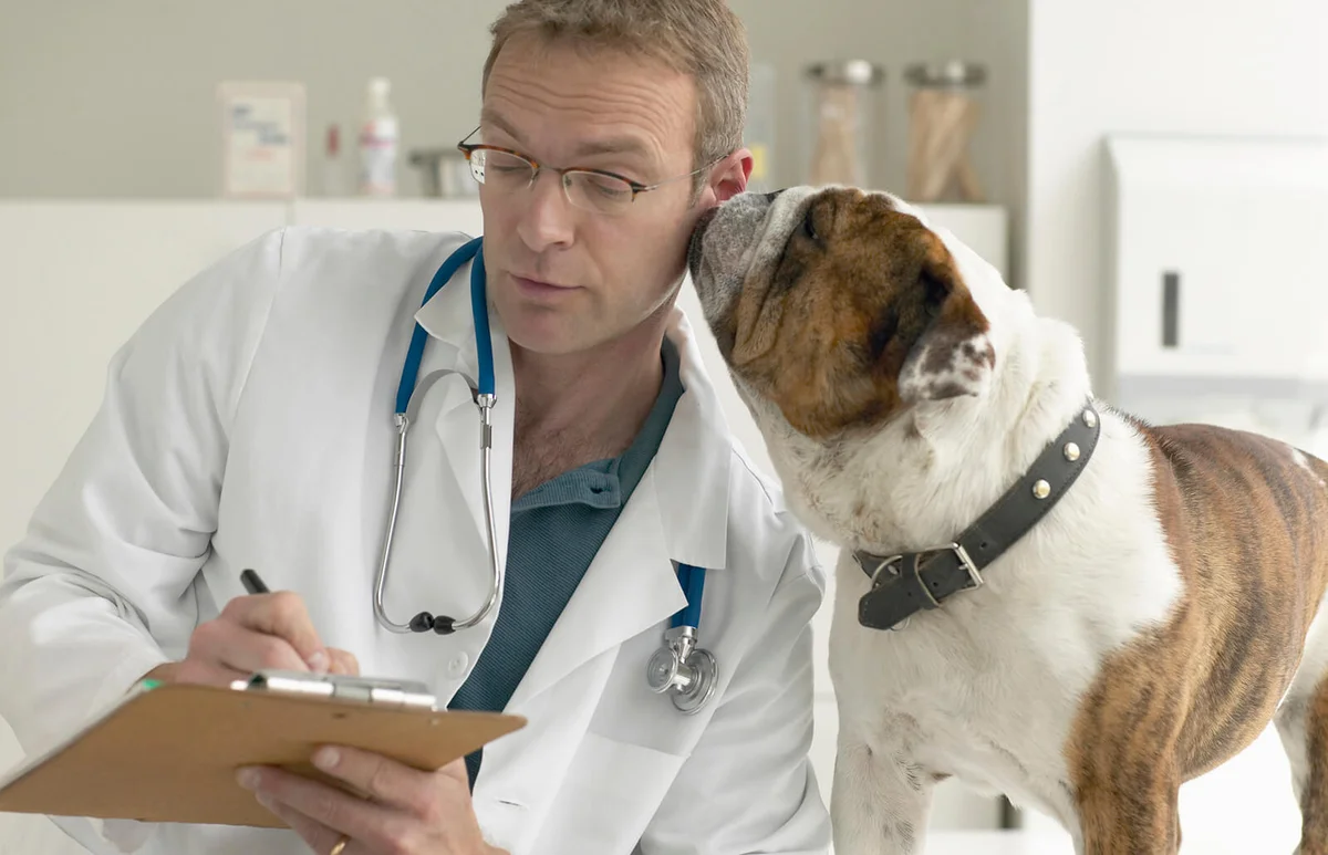 Bulldog nuzzling veterinarian writing on pad