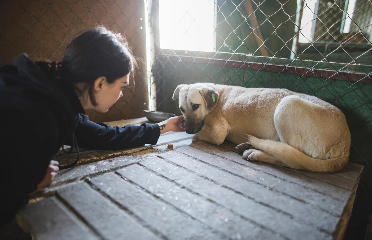 Young woman petting sad dog in animal shelter