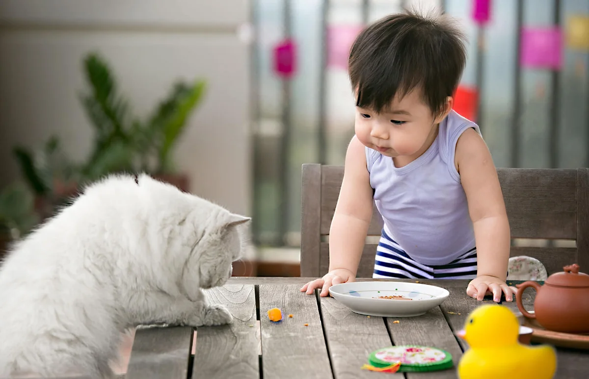 toddler and a cat looking at food
