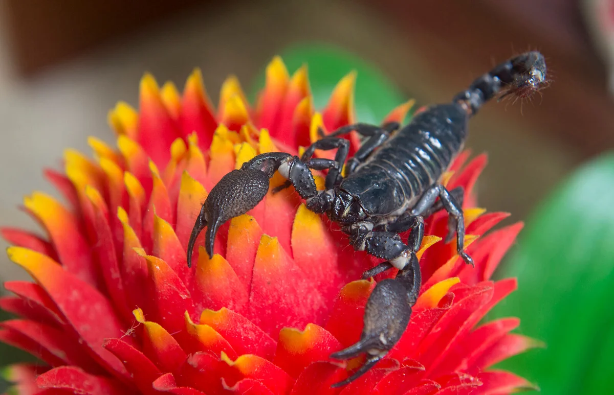 black scorpion sits on a bright and vibrant coloured flower