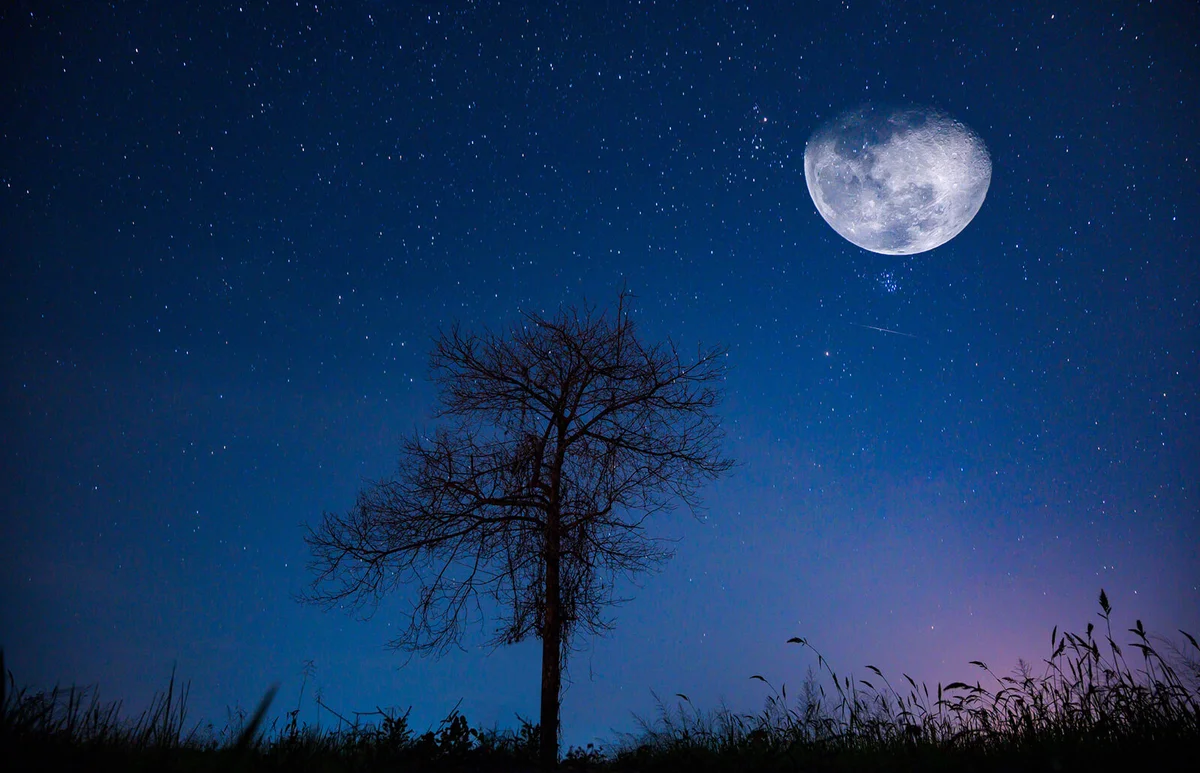Perennial trees in the fields at night with a large moon