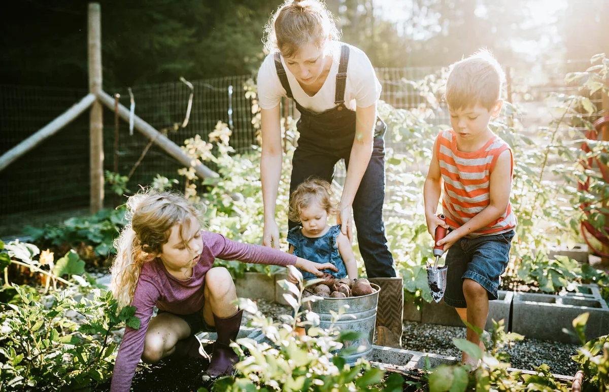 A mother and her children dig fresh potatoes from their garden