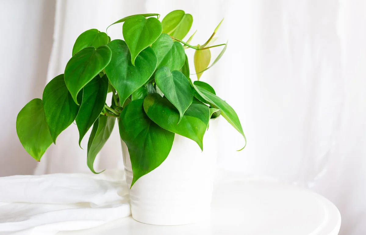 heart leaf Philodendron house plant